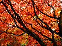 autumnal leaves on a tree