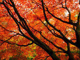 autumnal leaves on a tree